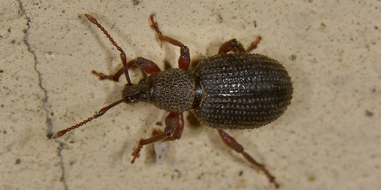 Curculionidae: Otiorhynchus ligneus?  Otiorhynchus (Aranihus) frescati